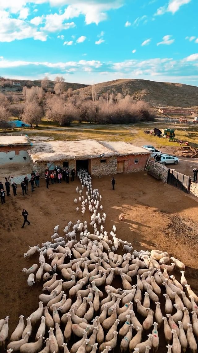 Işıklar Beldesi'nde Gölçük Ailesi Koyun Üreticiliğiyle Asırlık Geleneği Sürdürüyor